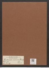 Hantzschia marina (Donk.) Grun. (de-Toni-Nr.: Genus 50, Species 2209) Zeichnungen Sammlung Grunow Mappe 02434 (Herbarium_W_Grunow_drawings_Folder_02434)